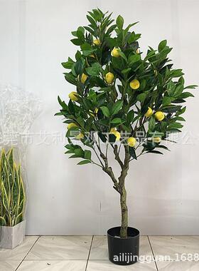柠檬枝盆栽树树园林景植物观果AL-30室内庭院装饰假树绿植