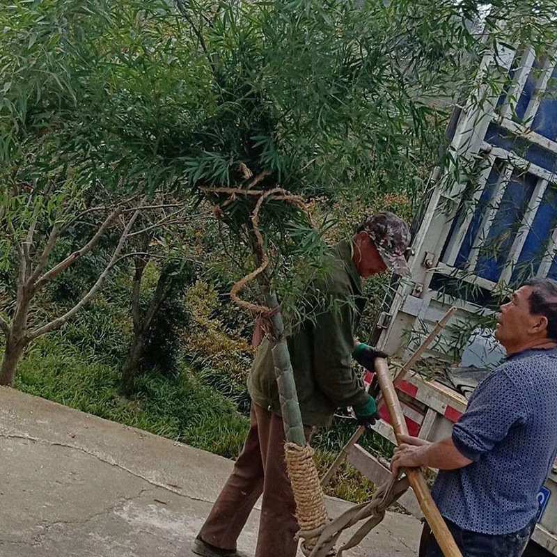 定制 庭院绿化竹子苗 护坡行道树龟甲竹 观赏园林苗木龟甲竹