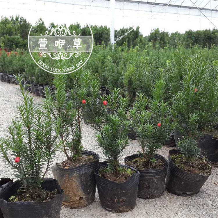 红豆杉高档植物红豆杉盆栽盆景红豆杉新绿绿植雅致富贵竹