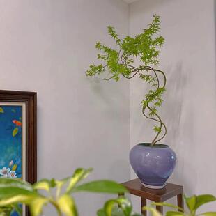 流泉枫绿植新房阳台流泉枫花盆盆景客厅中式复古陶瓷容器