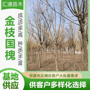 8—15公分金枝国槐别墅庭院观赏风景树耐寒植物地栽工程绿化乔木