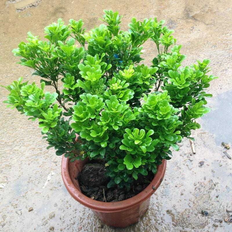 米兰花苗室内香味植物盆栽 长期开花 米兰苗盆栽 可驱蚊植物