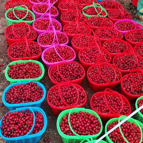 草莓篮水果采摘塑料杨梅篮手提红色新料鸡蛋篮樱桃篮子