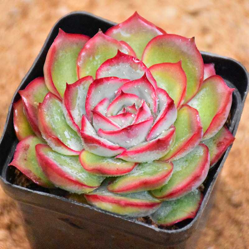 桃太郎多肉植物盆栽带盆带土云南多肉植物 基地大棚肉肉摆地摊
