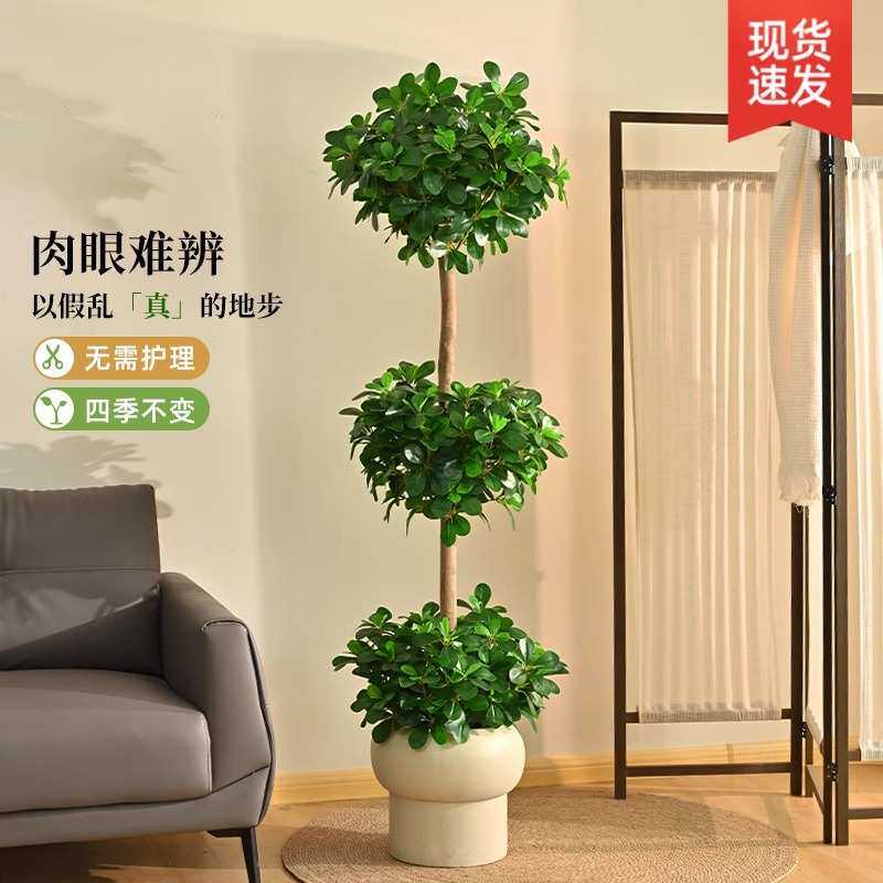 仿真植物金钱树落地盆栽室内大型仿生绿植摆件直播间轻奢装饰花
