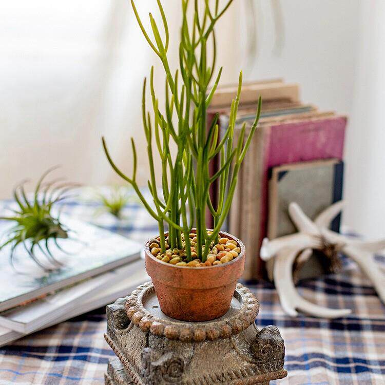 仿真大型植物膨珊瑚多肉绿植盆栽北欧光棍树仙人掌沙漠植物