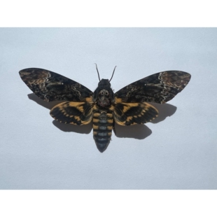 ?鬼面天蛾未展翅原蛾