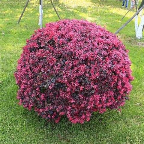 红花继木球别墅庭院绿化四季常青灌木盆景红花檵木绿篱苗观花