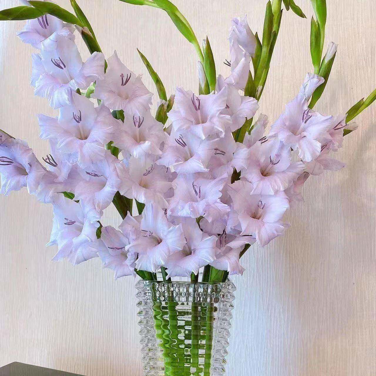 云南鲜花剑兰唐菖蒲节节高室内水养花插花鲜花送朋友直批冷链