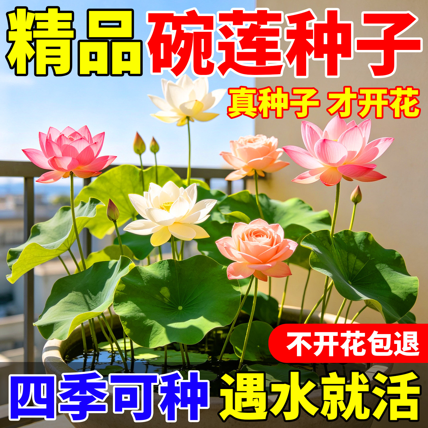 水培碗莲种子四季开花水养植物睡莲荷花种藕缸鱼池养盆栽花种籽