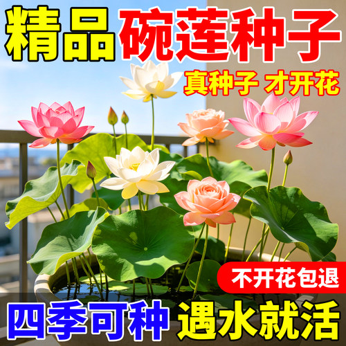 水培碗莲种子四季开花水养植物睡莲荷花种藕缸鱼池养盆栽花种籽