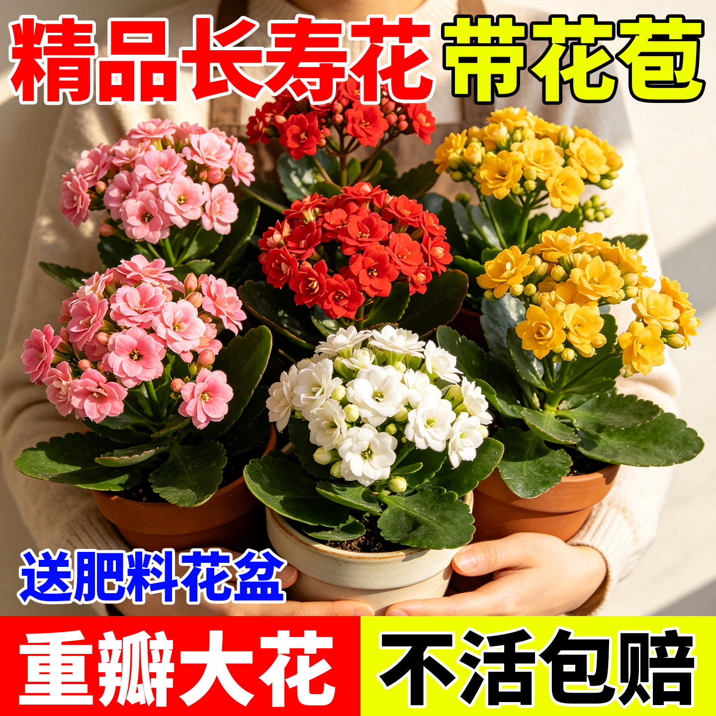 长寿花盆栽花苗带花苞重瓣大花金狐狸室内阳台适合新手养花卉绿植