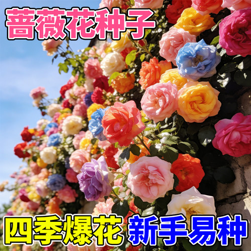 蔷薇花种子四季开花室内外阳台盆栽庭院爬藤攀援花卉种子耐寒易活