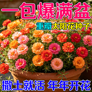 重瓣太阳花种子室内外花卉植物四季播种开花易活太阳越大开花越旺