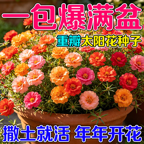 重瓣太阳花种子室内外花卉植物四季播种开花易活太阳越大开花越旺