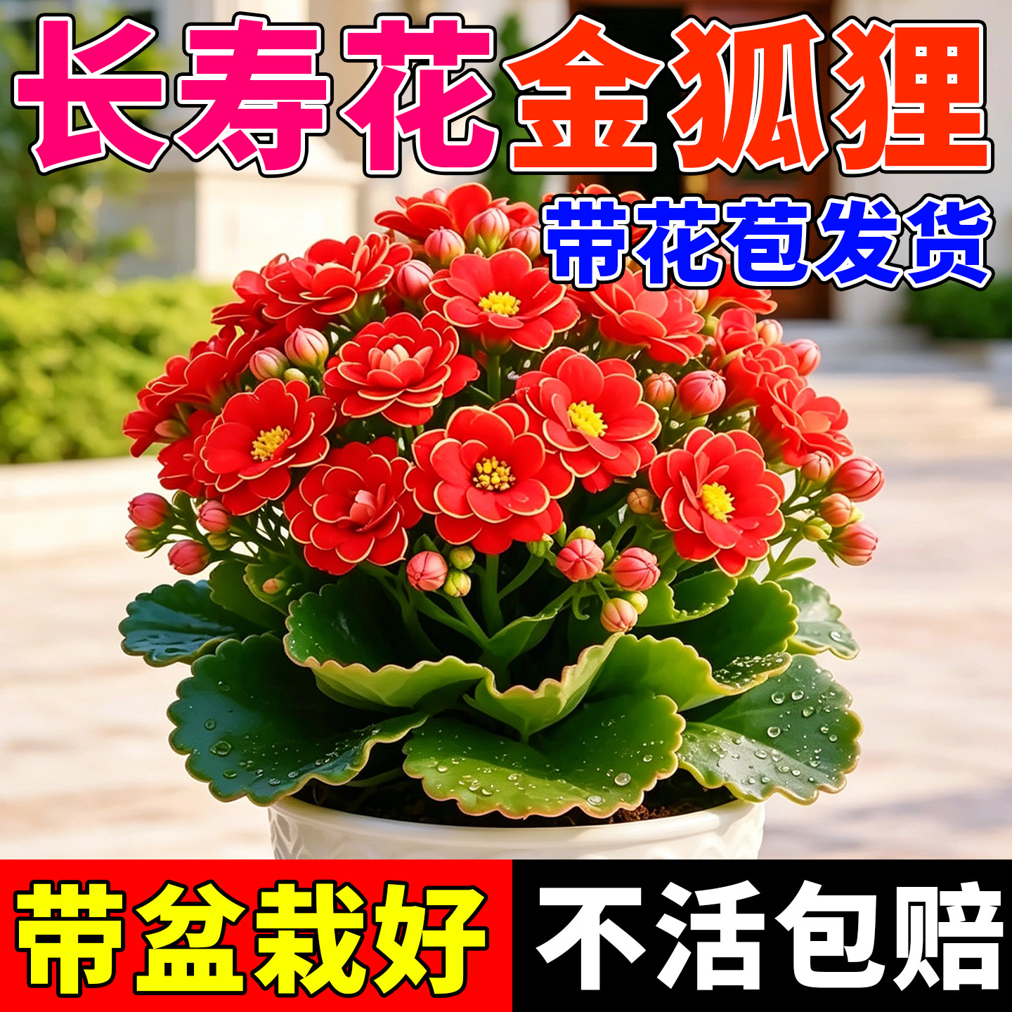长寿花重瓣大花花苗带花苞盆栽金狐狸客厅阳台室内花卉新手易种