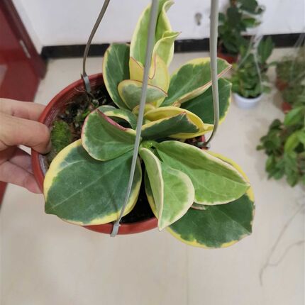 室内外花卉盆栽 球兰花苗 黄金粗蔓带花梗当年开花清香盆栽阳台