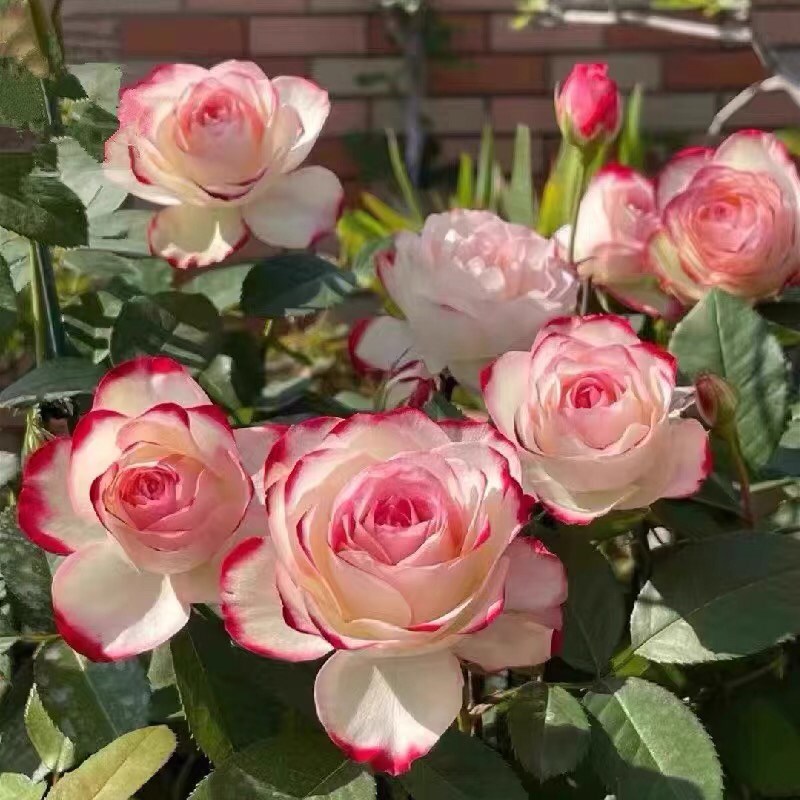 摩纳哥公爵月季花苗大花浓香开花复色四季盆栽花卉植物庭院勤欧月