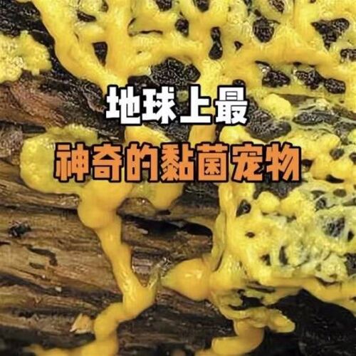 黏菌宠物菌种菌核培养粘菌迷宫曳尾菌学生家养好养史莱姆小宠物活