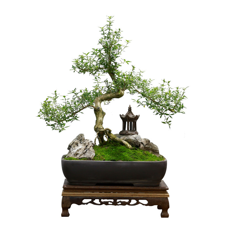 六月雪盆景桩物造型老桩树植室内庭院栽卉阳台盆花办公室客厅绿植