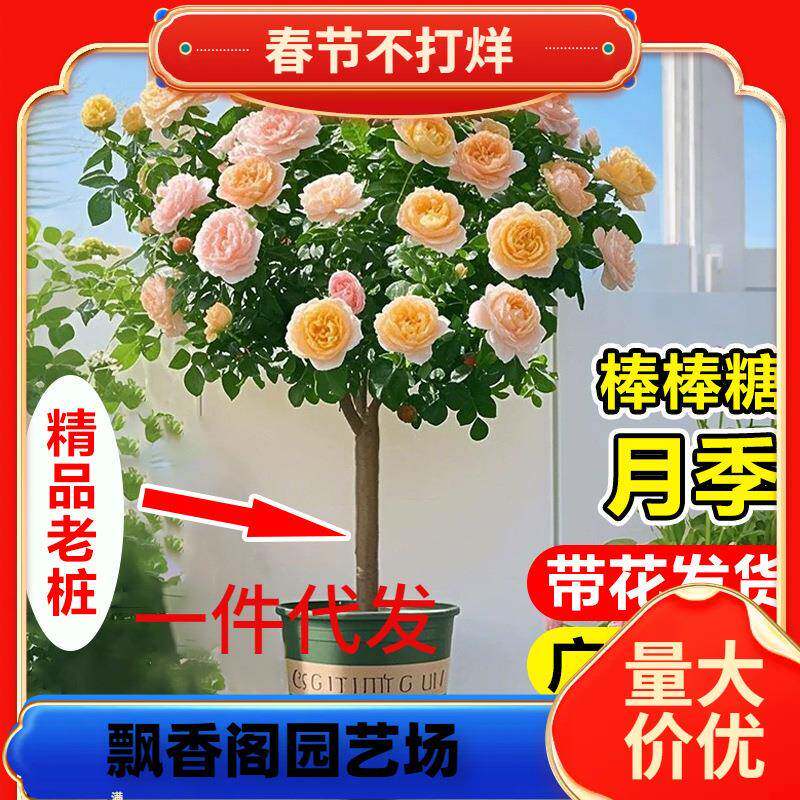 棒棒糖月季盆栽带花苞果汁阳台花卉绿植物树桩玫瑰庭院四