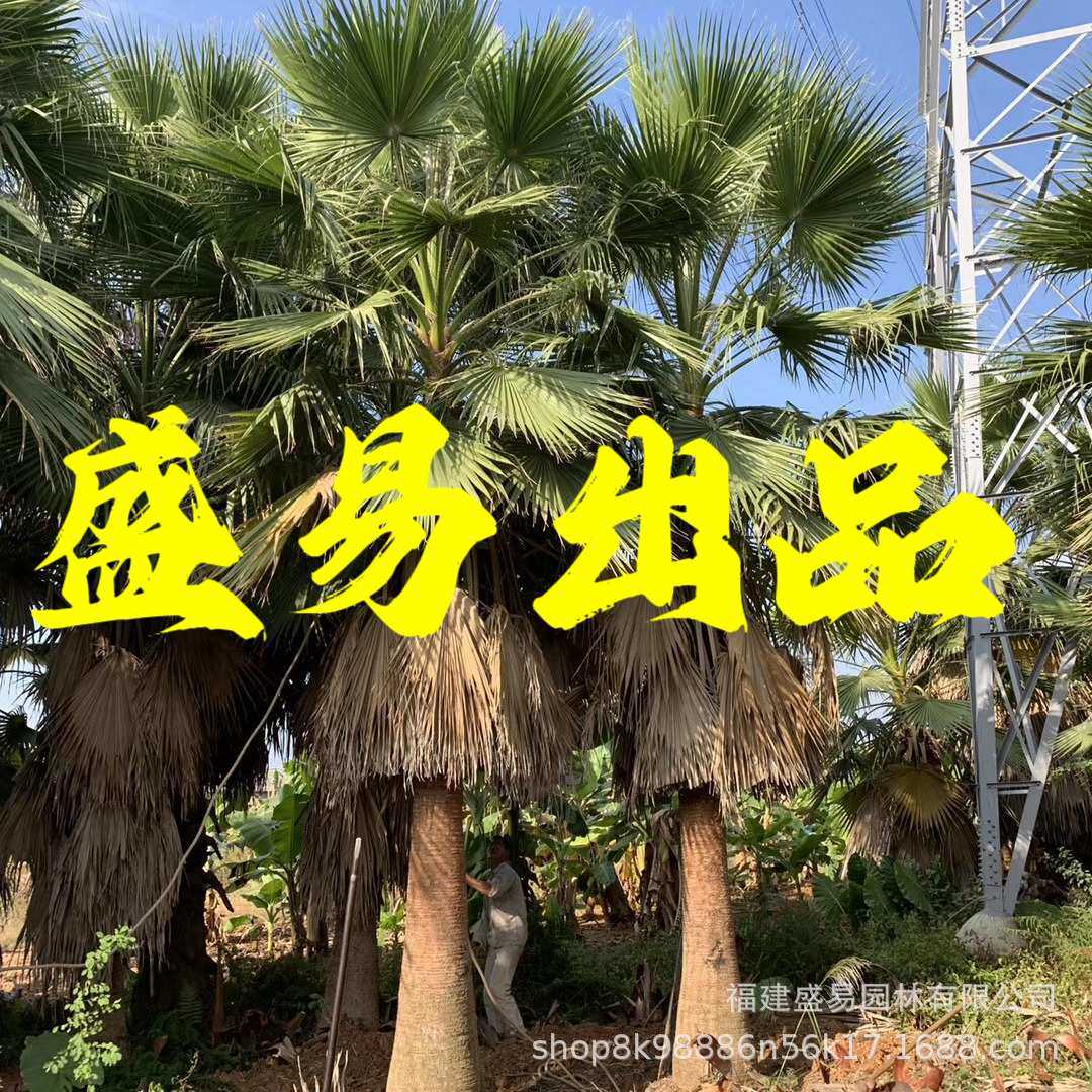 福建老人葵供应 2-10米华棕价格 华盛顿棕榈基地 老人葵树