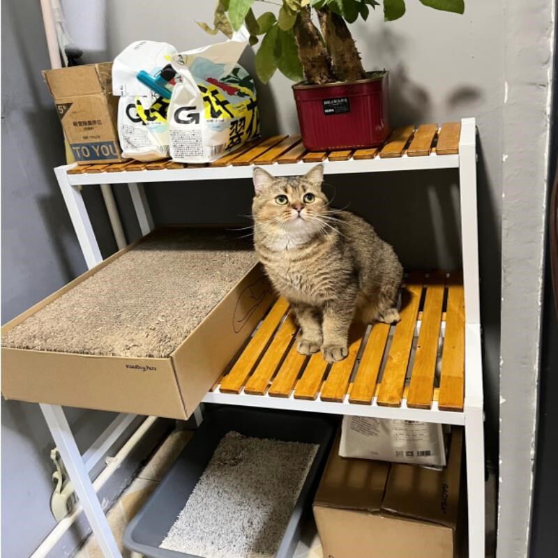 阳台实木梯阶猫爬架大空间猫窝铁艺花架二层多功能宠物物品置用架