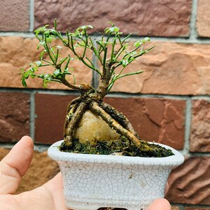 木木三/原生茶台小品豆盆造型盆景 办公桌书桌摆件小精品拇指盆景