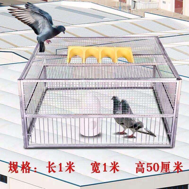 信鸽野鸽子捕鸽进不出机跳笼子天落撞门加密户外笼笼收鸽只抓
