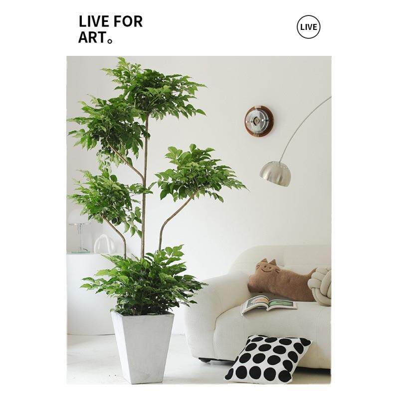 客厅高大绿植家庭绿植客厅落地绿植真花室内大型绿植真花旺宅摆件