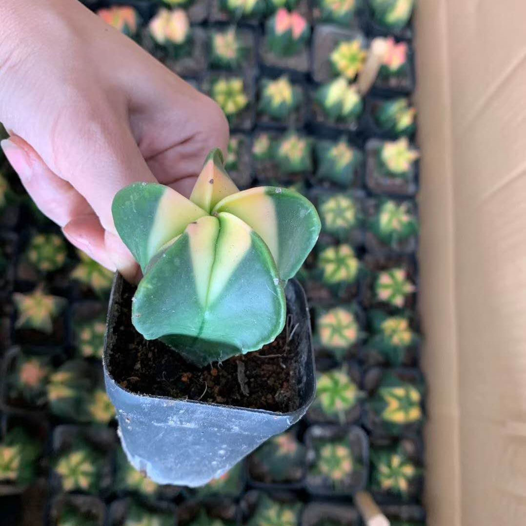 【基地直供】多肉植物办公室桌面小盆栽居家绿植鸾凤玉锦