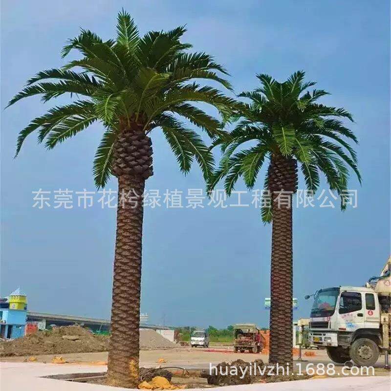 厂家直销室内外仿真椰子树棕榈树仿真海藻树热带植物小区酒吧酒店