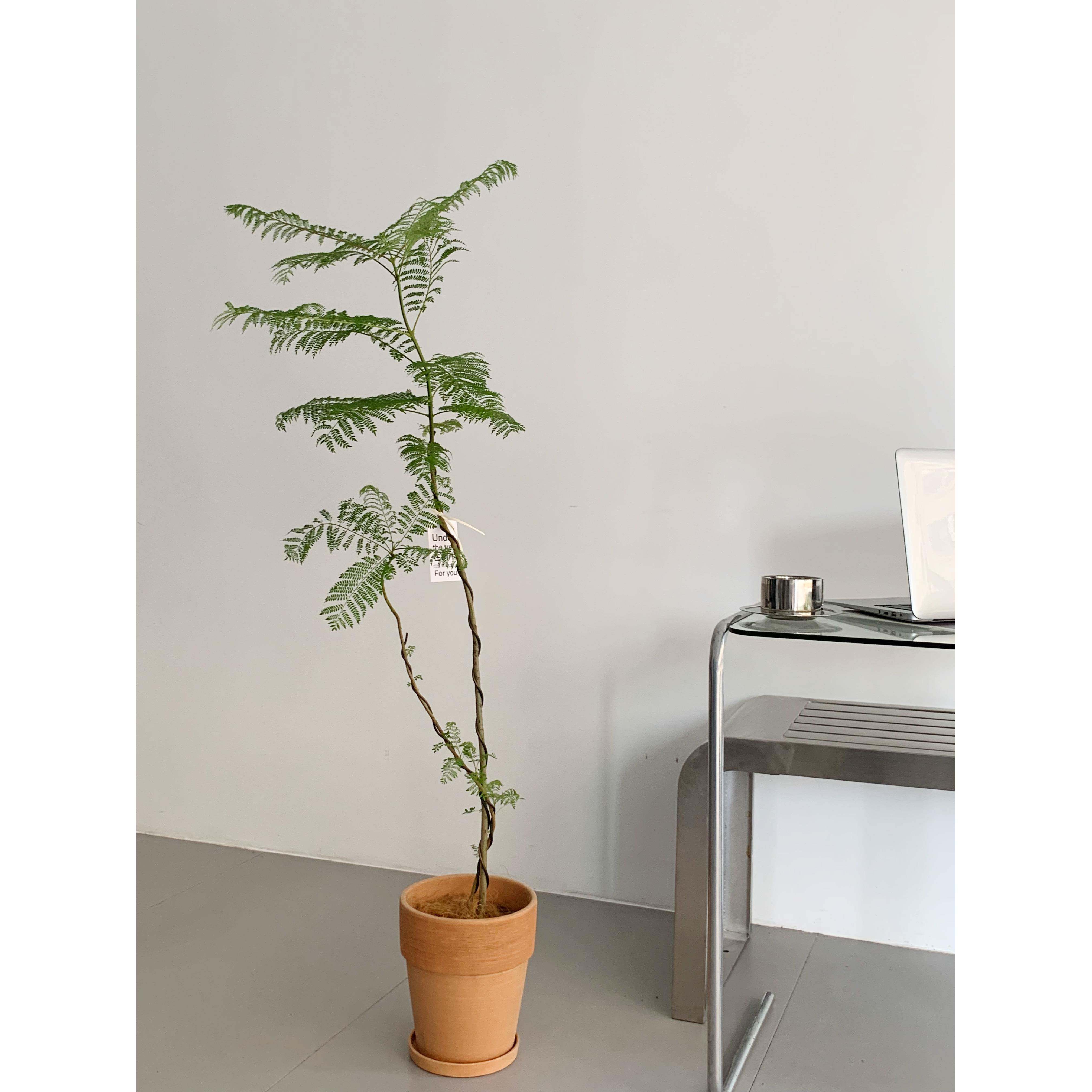 苏太植物 蓝花楹大型绿植 小众造型优美氛围感落地盆栽韩国风植物