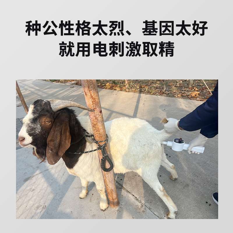 倍特双采精器电刺激排精器手动自动排精犬狗羊驴羊牛马电子取精器