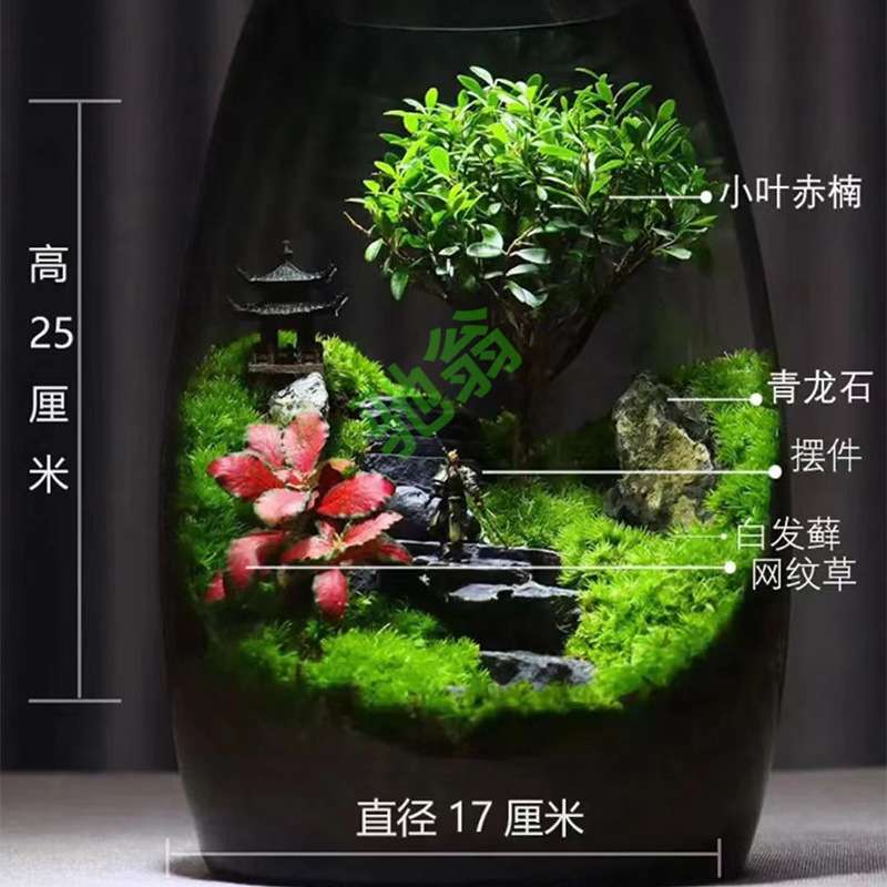 yut植物生态桌面创意盆栽好养摆件景观苔藓办公室造景绿植盆景