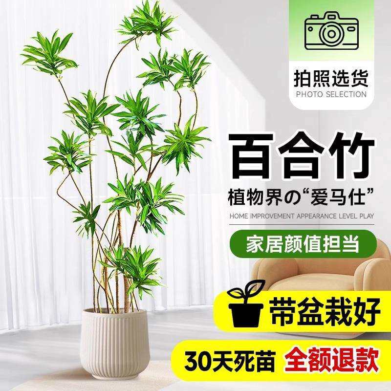 百合竹客厅造型绿植室内大型落地式大盆栽办公室四季常青真花植物
