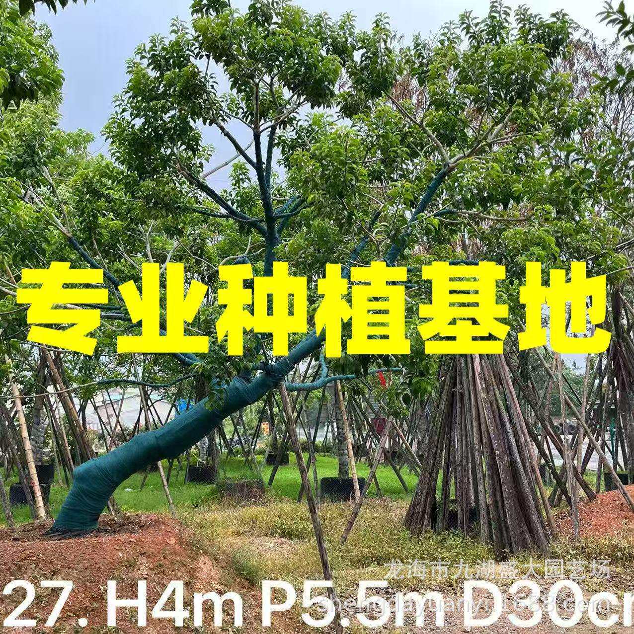 重庆斜飘红果冬青 浙江全冠龙爪红果冬青 庭院树造型铁冬青价格