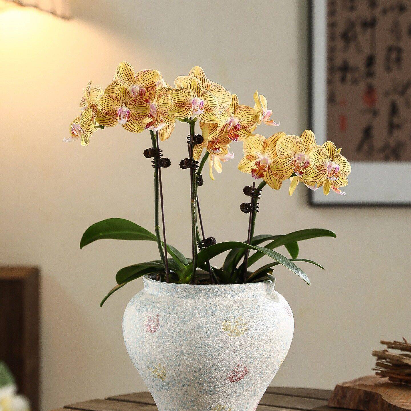 现欧式陶瓷花盆异形家用室内桌面蝴蝶兰梦香兰绿植盆栽专用套盆