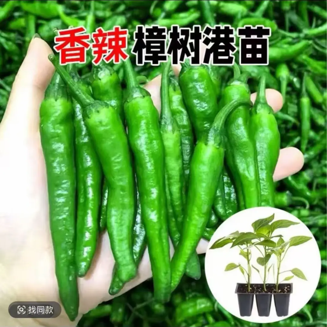【樟树辣椒苗】春秋四季阳台盆栽菜园栽种蔬菜苗辣椒苗PX