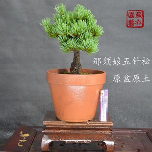 苏亦家-五针松盆景那须娘老桩花吹雪树桩带盆发货