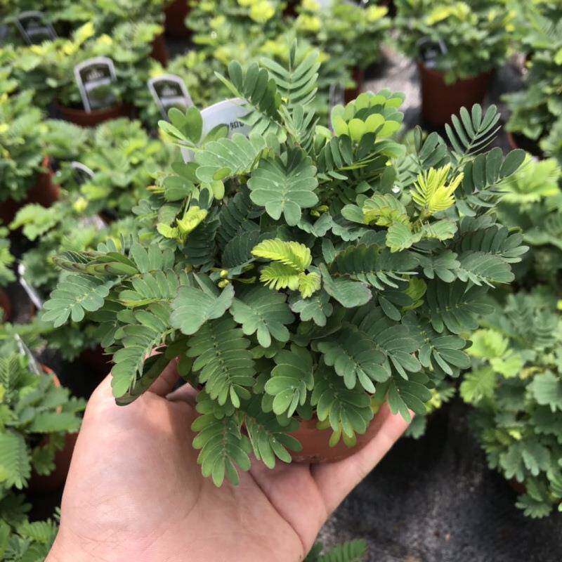 含羞草小盆栽植物室内阳台电脑桌迷你害羞草绿植幼儿园桌上花