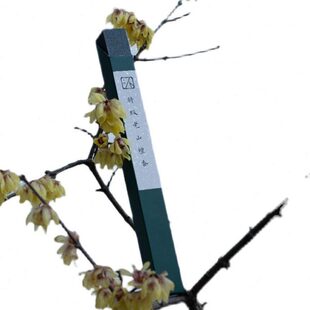 不秋草堂|特级老山檀香 印度老山檀单品线香 日常用香