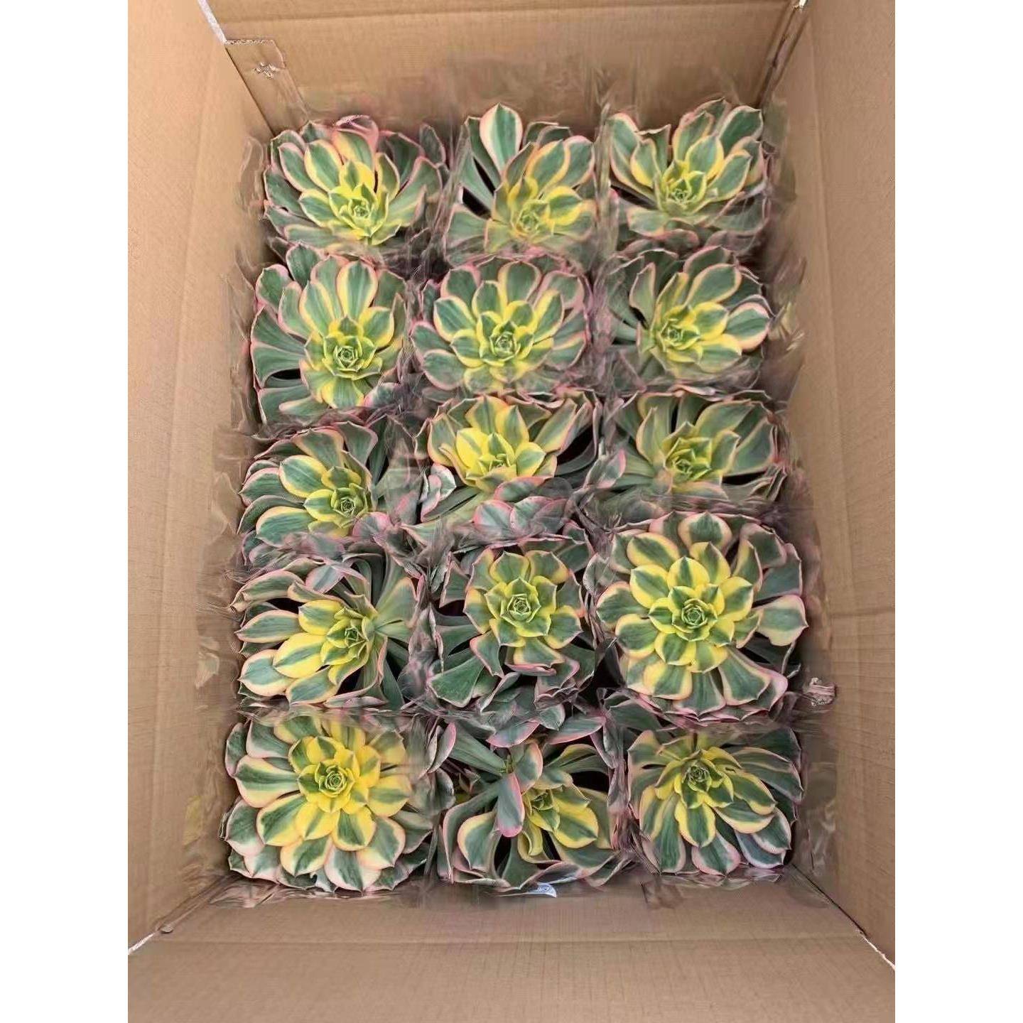 【基地直供】多肉植物小盆栽净化空气花卉盆栽 140#灿烂吊兰