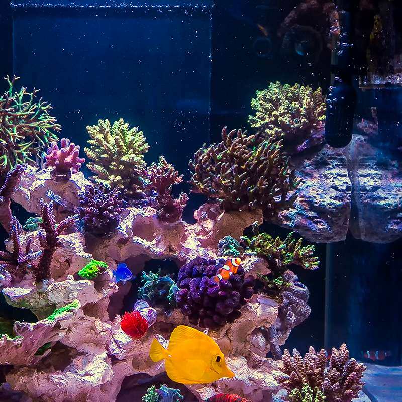 磁吸悬浮石火山石水族箱鱼缸造景免暴藻送sps货缸原水含海量菌种