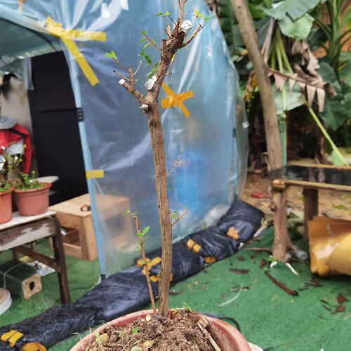 山格木盆常老桩造型素材阳台庭院绿植包季景青好养脱盆带土球四邮