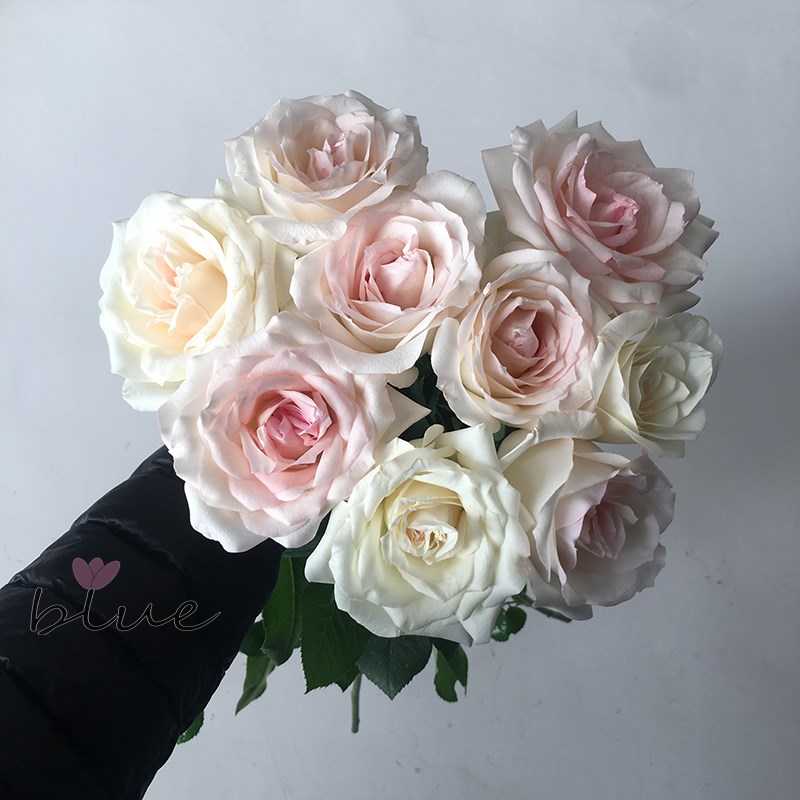 云南鲜花小白送玫瑰白玫瑰鲜花花女友老师同学办公室兔瓶插花