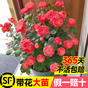 红果汁阳台月季盆栽花苗四季开花卉玫瑰花树苗爬墙特大花浓香系列
