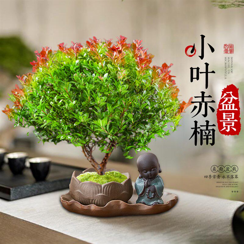 小叶赤楠盆景老桩盆栽室内办公室桌面小禄植树苗绿植物四季好养活