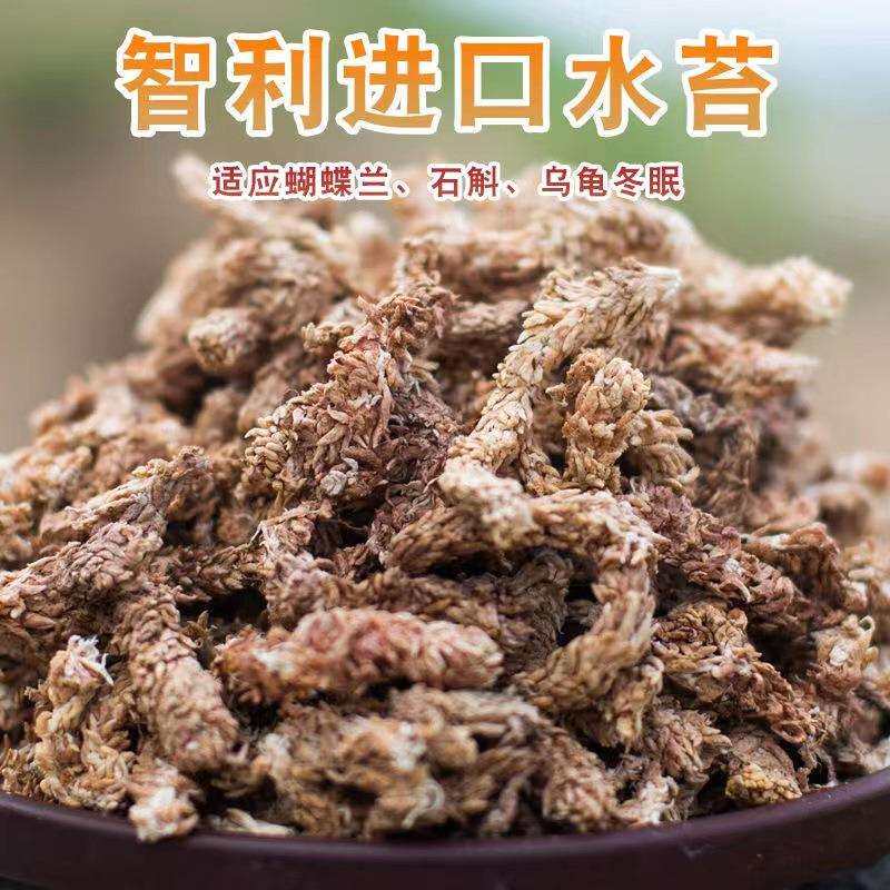 智利水苔无菌蝴蝶兰石斛兰花多肉食虫植物专用干苔藓