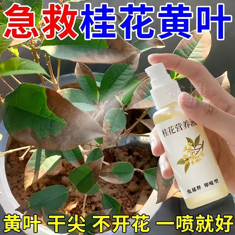 桂花树杀菌剂新升级营养液肥料
